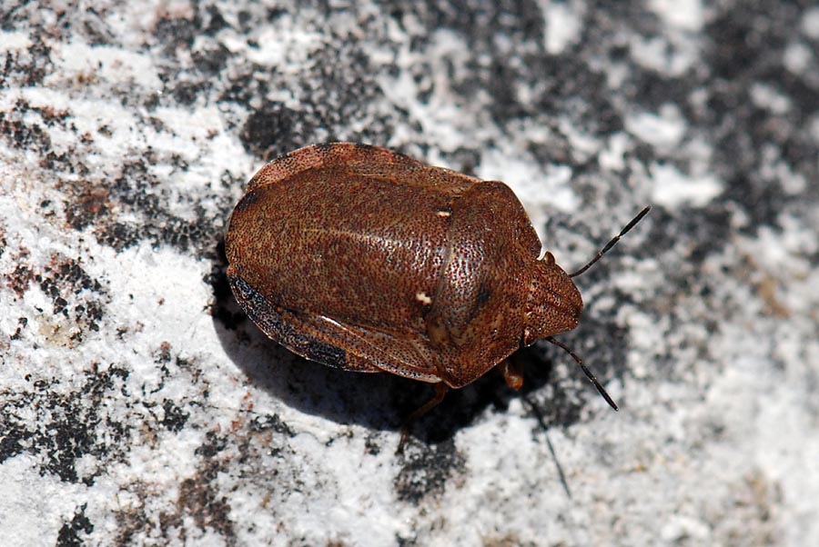 Scutelleridae: Eurygaster testudinaria del Trentino (TN)